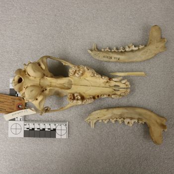 Media type: image;   Mammalogy 25372 Description: Image of skeleton specimen - ventral view. ventral view of skull.;